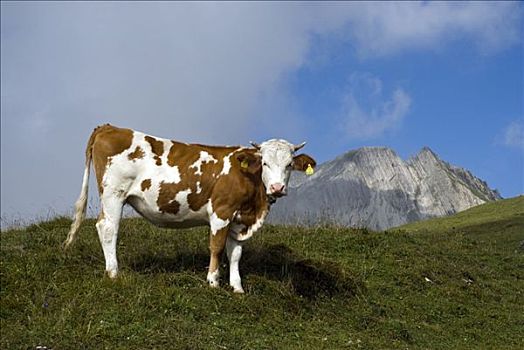 母牛,站立,高山牧场,山,提洛尔,奥地利,欧洲