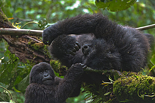 山地大猩猩,大猩猩,国家,卢旺达