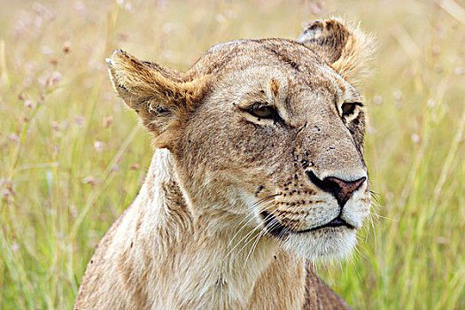 雌狮,狮子,雌性,头像,马赛马拉,肯尼亚,非洲
