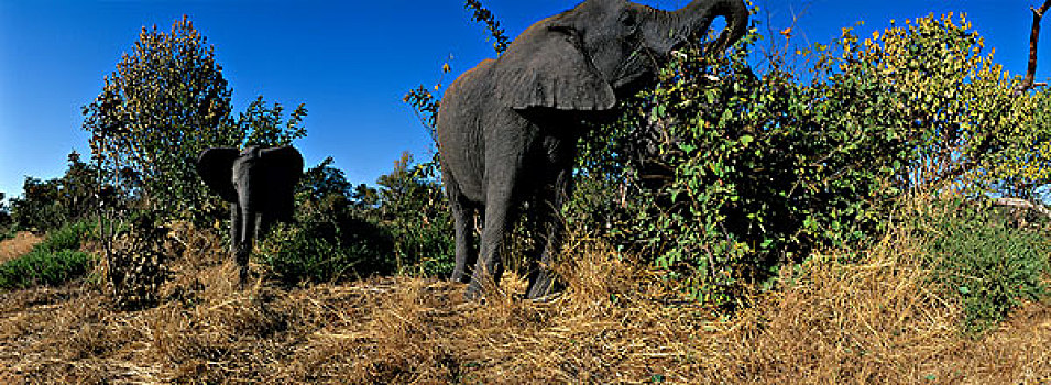 非洲,博茨瓦纳,乔贝国家公园,大象,非洲象,进食,金合欢树,靠近,乔贝,河
