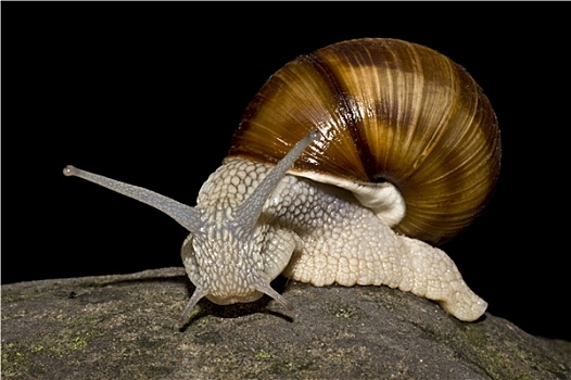 蜗牛,黑色背景