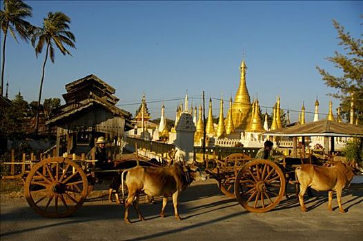 两个,牛,手推车,正面,塔,金色,佛塔,宾德雅,掸邦,缅甸