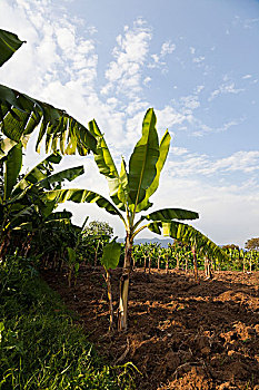 种植园,煮食香蕉,裂谷,主食,许多,东方,非洲,乡野,乌干达,埃塞俄比亚,肯尼亚