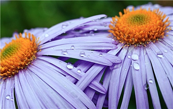漂亮,紫色,雏菊,花