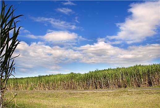 甘蔗,种植园,生物燃料