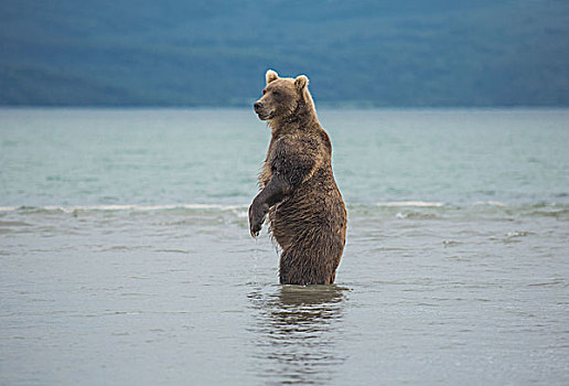 堪察加半岛,棕熊,站立,湖,半岛,俄罗斯