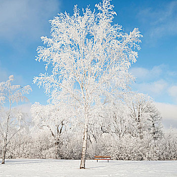 曼尼托巴,加拿大,树,积雪,公园长椅,冬天