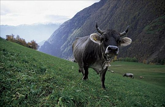 母牛,牛,宠物,哺乳动物,高山牧场,农业,动物