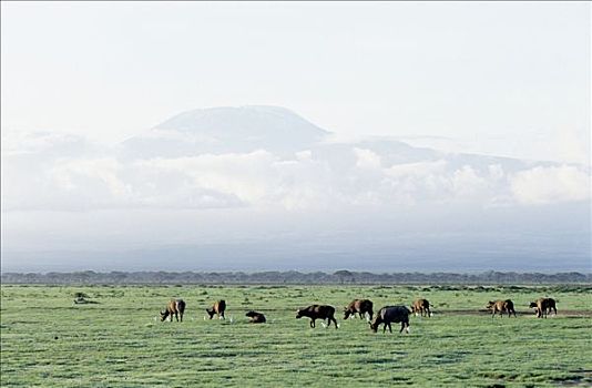 南非水牛,非洲水牛,牧群,放牧,安伯塞利国家公园,肯尼亚