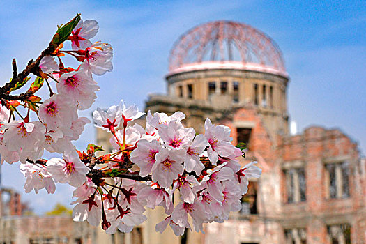 樱花,树,正面,平和,纪念,建筑,广岛和平纪念馆,广岛,日本