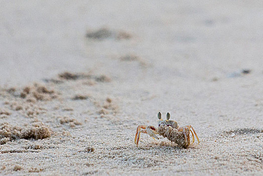 忙碌,螃蟹,沙滩,沙子,球