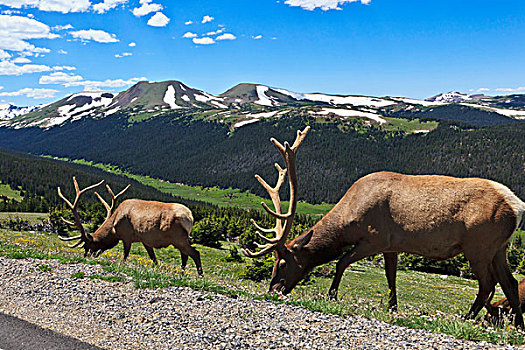 美国,科罗拉多,落基山国家公园,公麋鹿,进食,道路