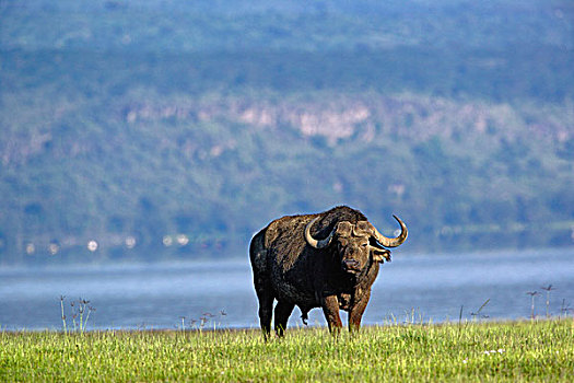 非洲水牛,纳库鲁湖国家公园,肯尼亚