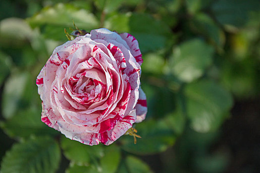 美国波特兰玫瑰花园