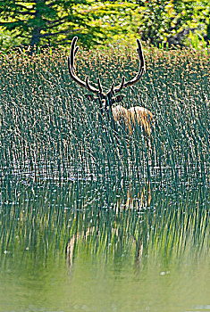 公麋鹿,芦苇,浅,尾端,碧玉国家公园