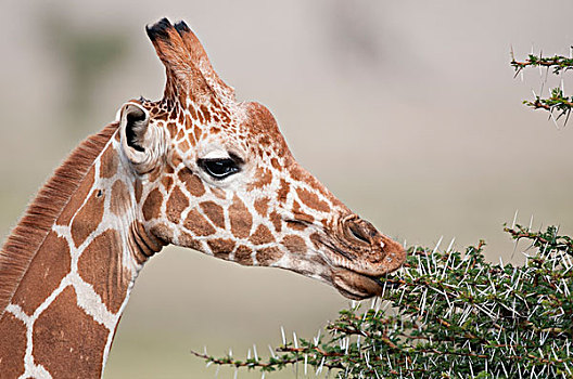 网纹长颈鹿,长颈鹿,浏览,莱瓦野生动物保护区,肯尼亚