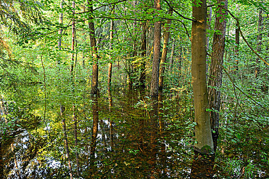 风景,淹没,树林,巴伐利亚,德国