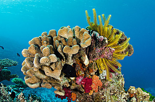 毛头星,珊瑚礁,不同,彩虹,礁石,斐济