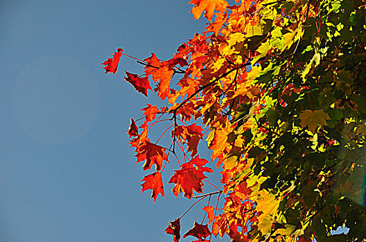 秋天,枫树,叶子,彩色