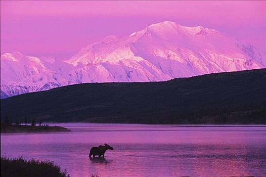 驼鹿,旺湖,麦金立山,日出,阿拉斯加