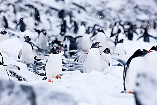 巴布亚企鹅,冰,石头,南极半岛,南极