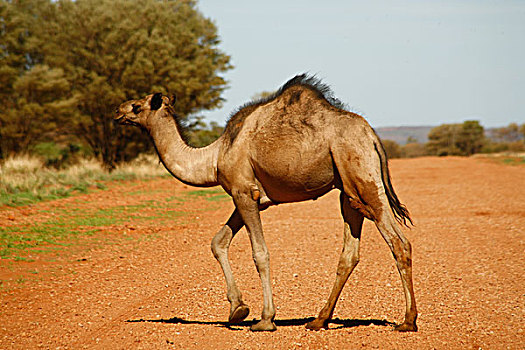 骆驼,偏远地区,北领地州,澳大利亚
