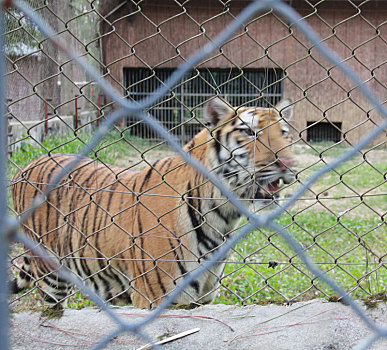 武汉动物园,笼中的东北虎露出凶相