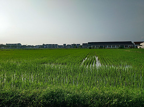 水乡稻田,田园风光,夏日乡村