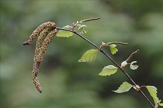 绒毛,桦树,柔荑花,北莱茵威斯特伐利亚,德国