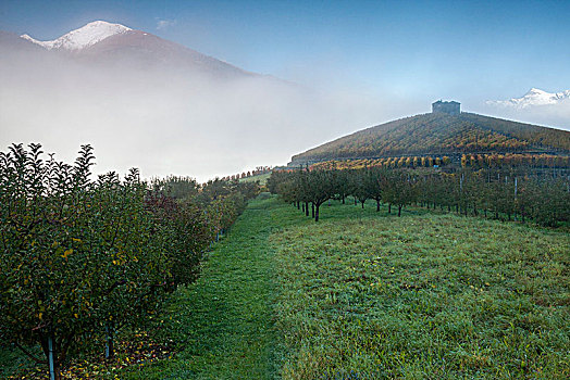 葡萄园,苹果园,雾状,白天,秋天,奥斯塔谷,意大利