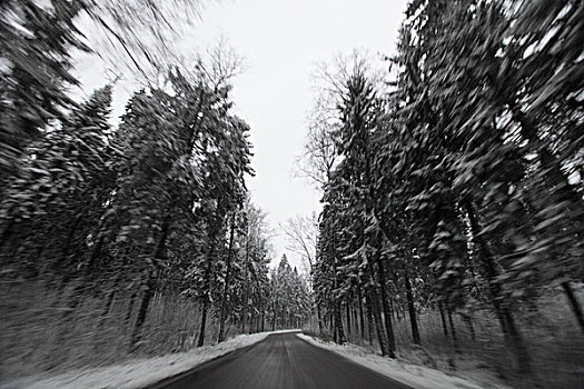 乡村,道路,积雪,树林,莫斯科,区域,俄罗斯,十一月