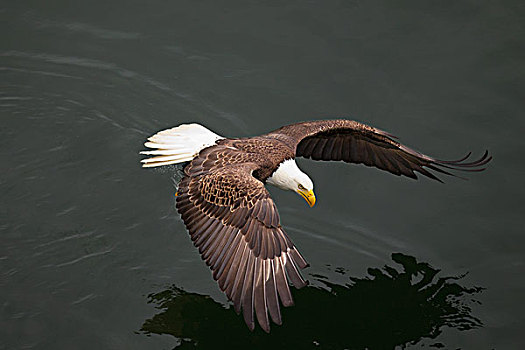 白头鹰,海雕属,雕,飞跃,水,奥林匹亚,华盛顿,美国