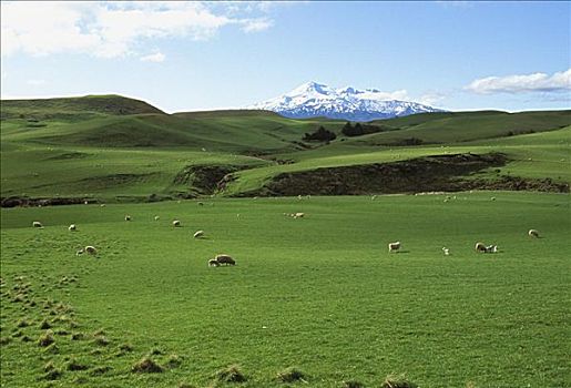 新西兰,北岛,山,绵羊,放牧,绿色,草场,积雪,远景