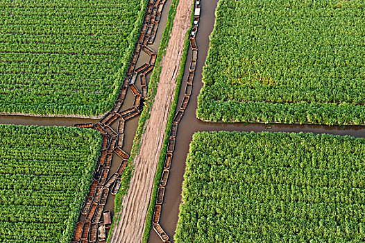 甘蔗,种植园,空,运河,圭亚那