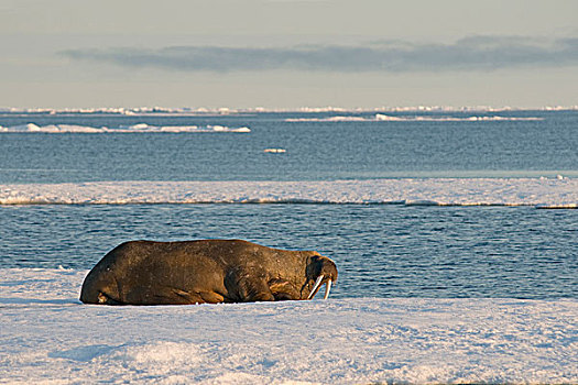 格陵兰,海洋,挪威,斯瓦尔巴群岛,斯匹次卑尔根岛,海象,幼兽,雄性动物,休息,浮冰