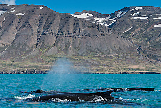 驼背鲸,游动,吹,大翅鲸属,鲸鱼,冰岛,欧洲
