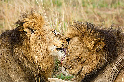 肯尼亚,马赛马拉,特写,一个,男性,狮子,舔,脸