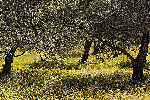 橄榄树,欧橄榄,春天,草地,阿拉塞纳,韦尔瓦省,安达卢西亚,西班牙,欧洲