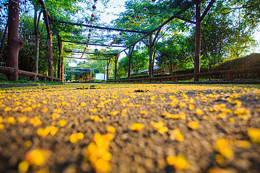 林荫,道路,阳光,花架