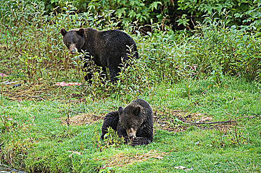 大灰熊,棕熊,一岁,雌性,标识,危险,鱼,溪流,通加斯国家森林,阿拉斯加,美国