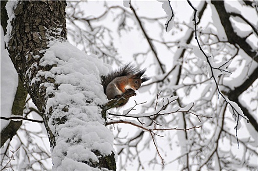 松鼠,树,冬天