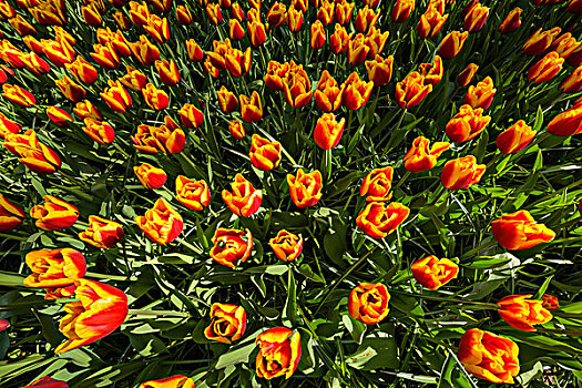 红色,黄色,多彩,郁金香,春天,库肯霍夫花园,荷兰南部,荷兰