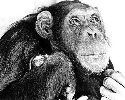 黑猩猩,拿着,小,猴子,手臂,英格兰,英国
