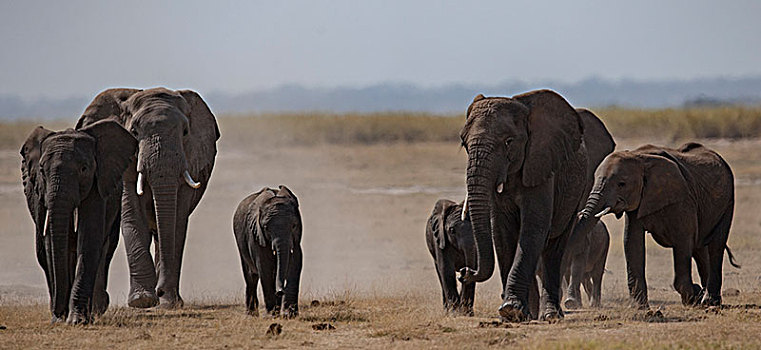 非洲大象017