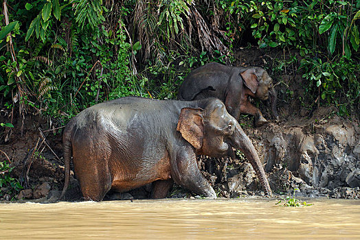婆罗洲,俾格米人,大象,象属,动物,小动物,河,雨林,沙巴,马来西亚,亚洲