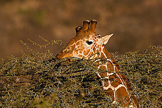 网纹长颈鹿,长颈鹿,桑布鲁野生动物保护区,肯尼亚