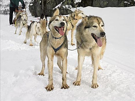 爱斯基摩犬,狗,雪撬