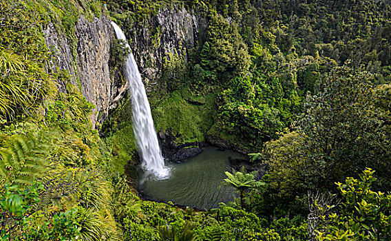 婚纱瀑,围绕,密集,雨林,北岛,新西兰