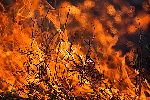火,干燥,季节,克鲁格国家公园,林波波河,南非
