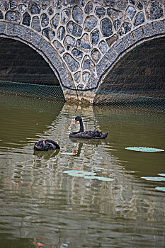 黑天鹅,拱桥,倒影,浮萍,鱼,鲤鱼,公园